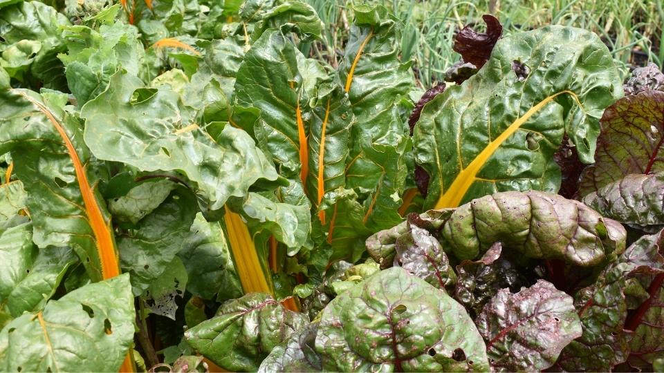 Nutrición consciente | ¡Pilas con los pesticidas!