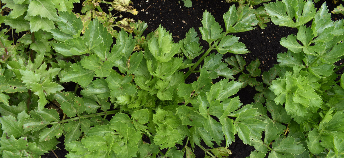 Cultivo organico