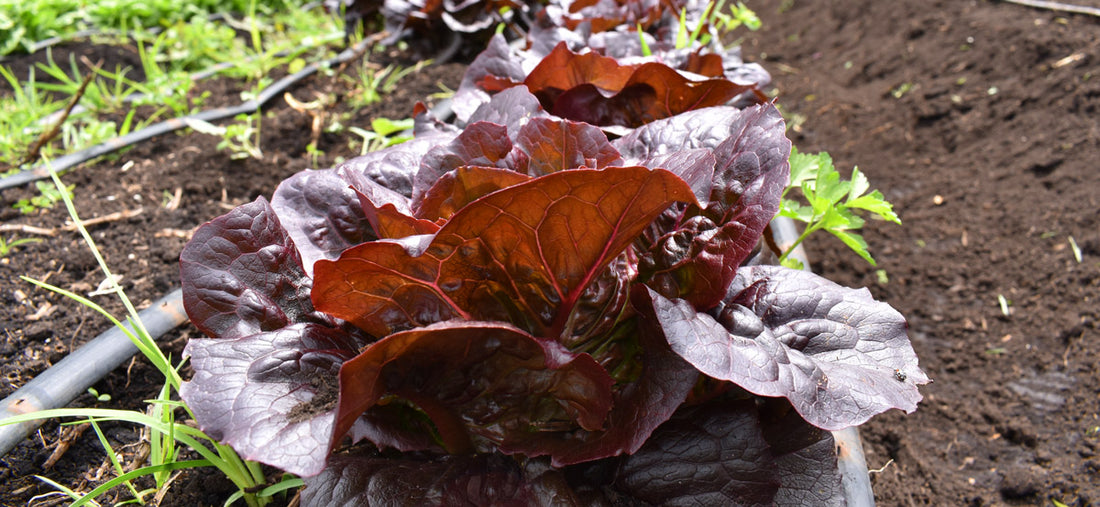 Agricultura Orgánica | Una pequeña que quiere ser gigante