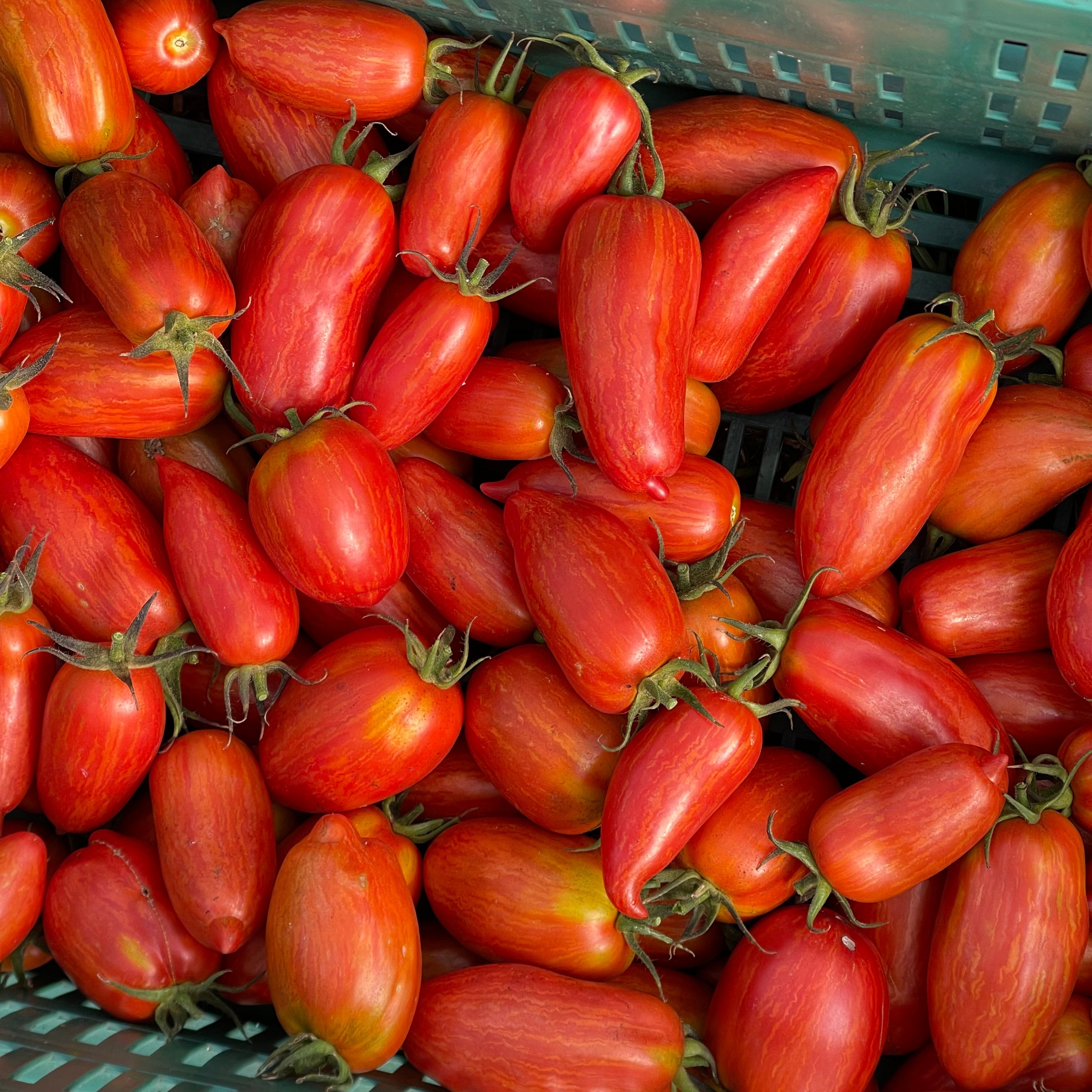Tomates, Ajies y Pimentones