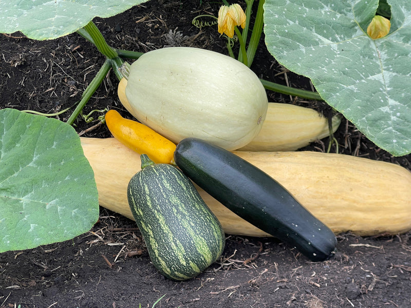 Zucchinis, Calabazas & Pepinos