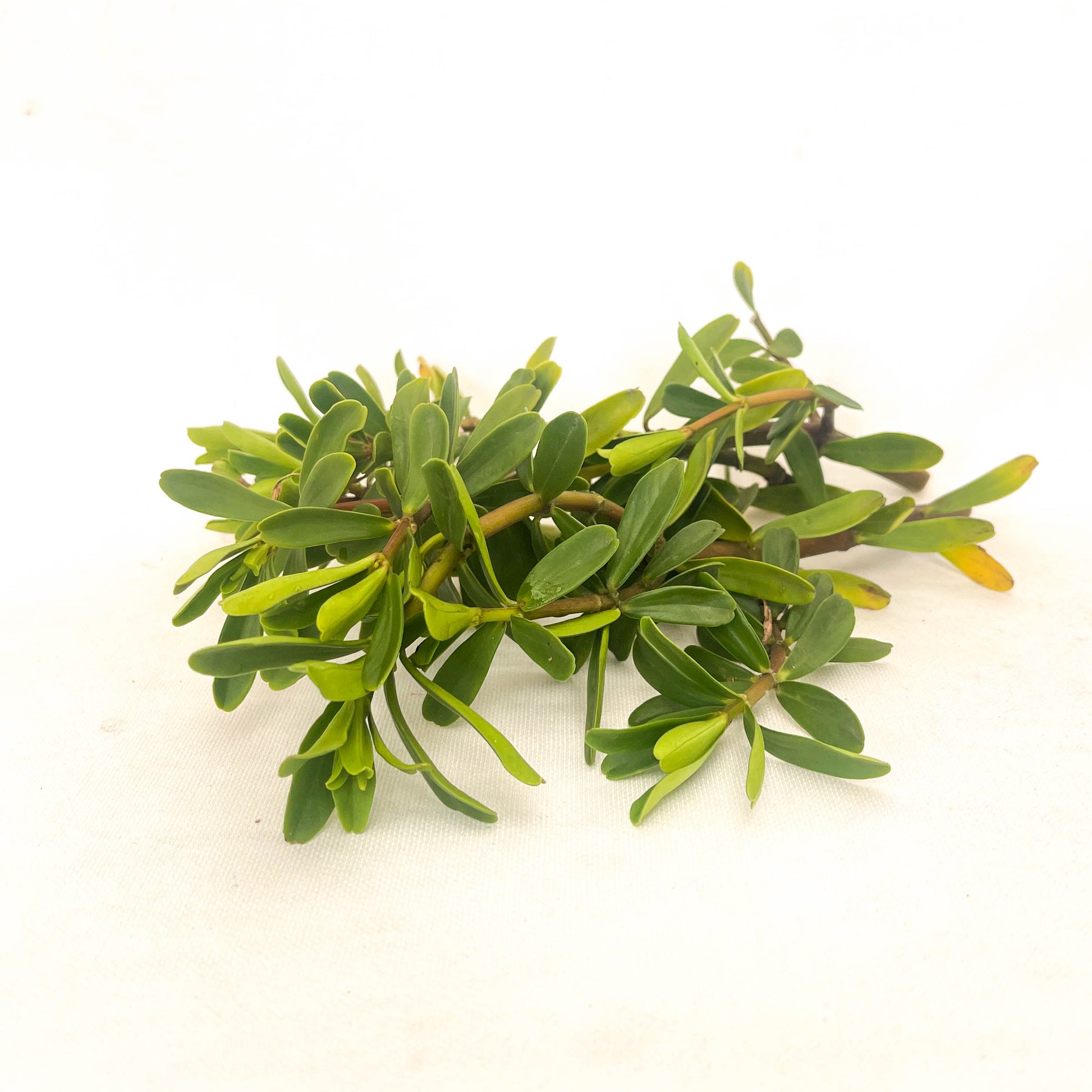 Canelon Organico