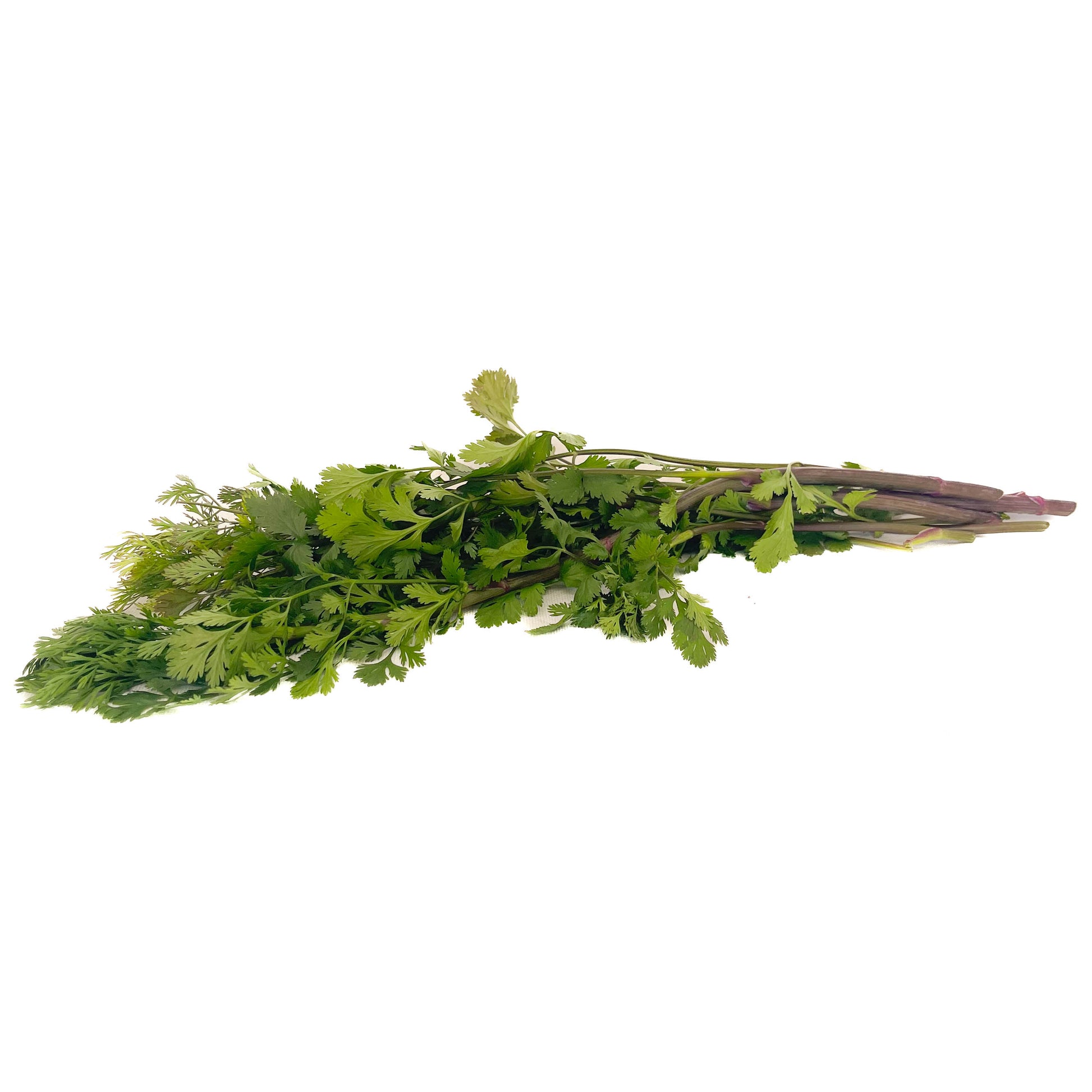 Cilantro Organico