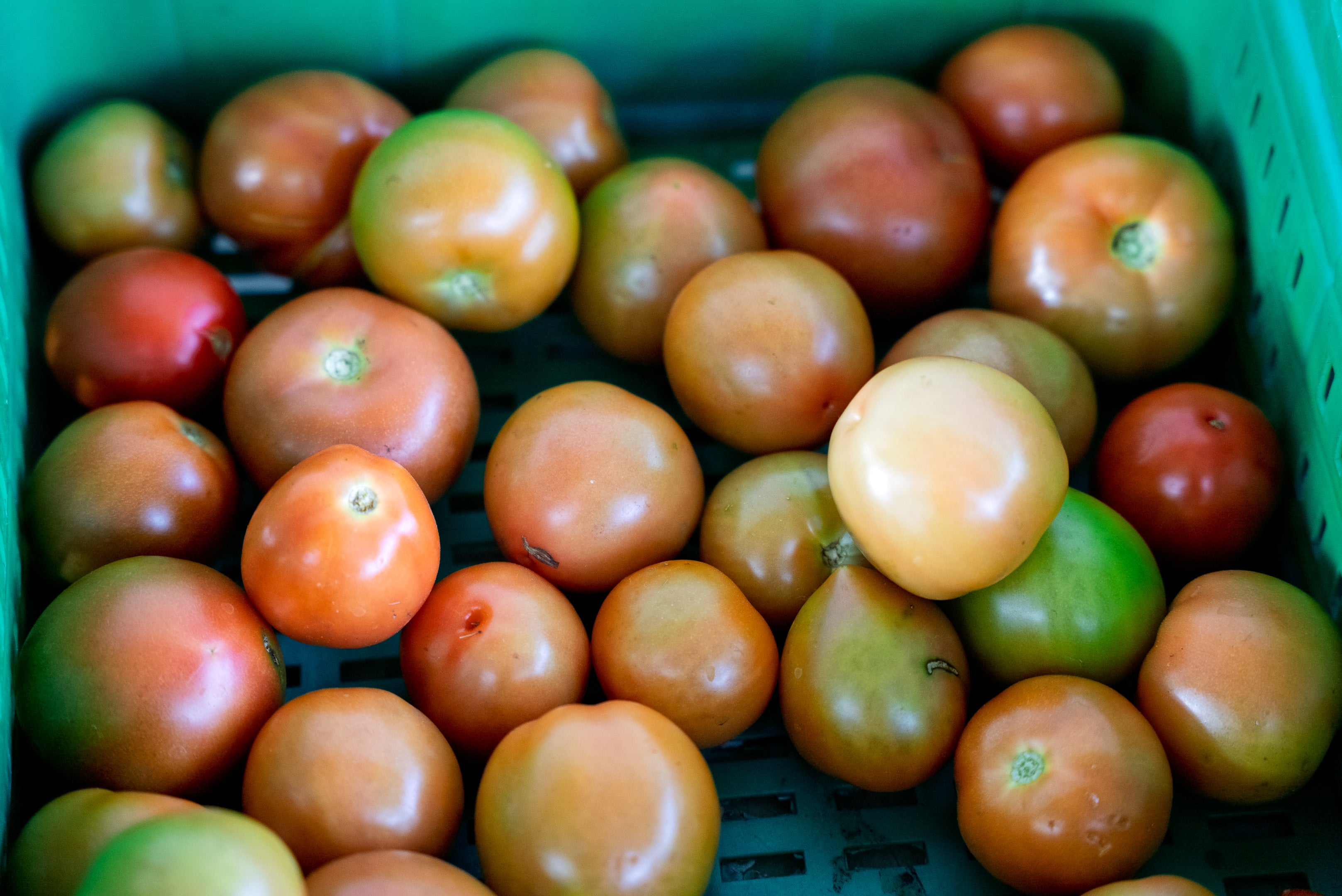 Tomate Chonto