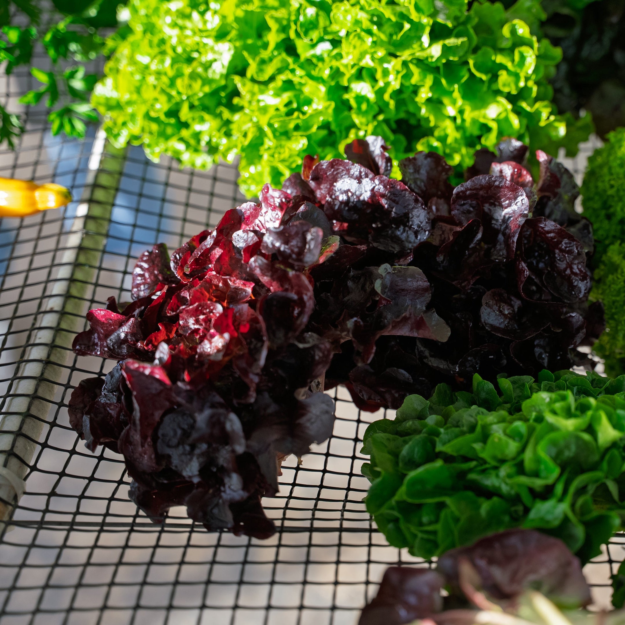 Lechuga Roble Morada