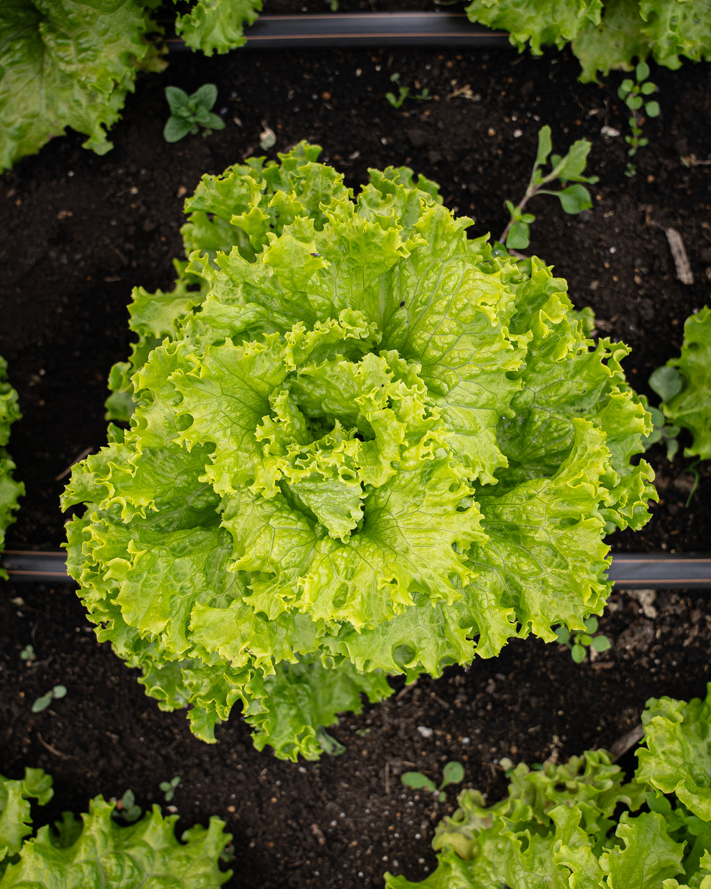 Lechuga Crespa Verde