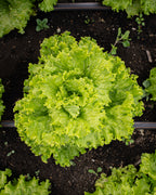 Lechuga Crespa Verde