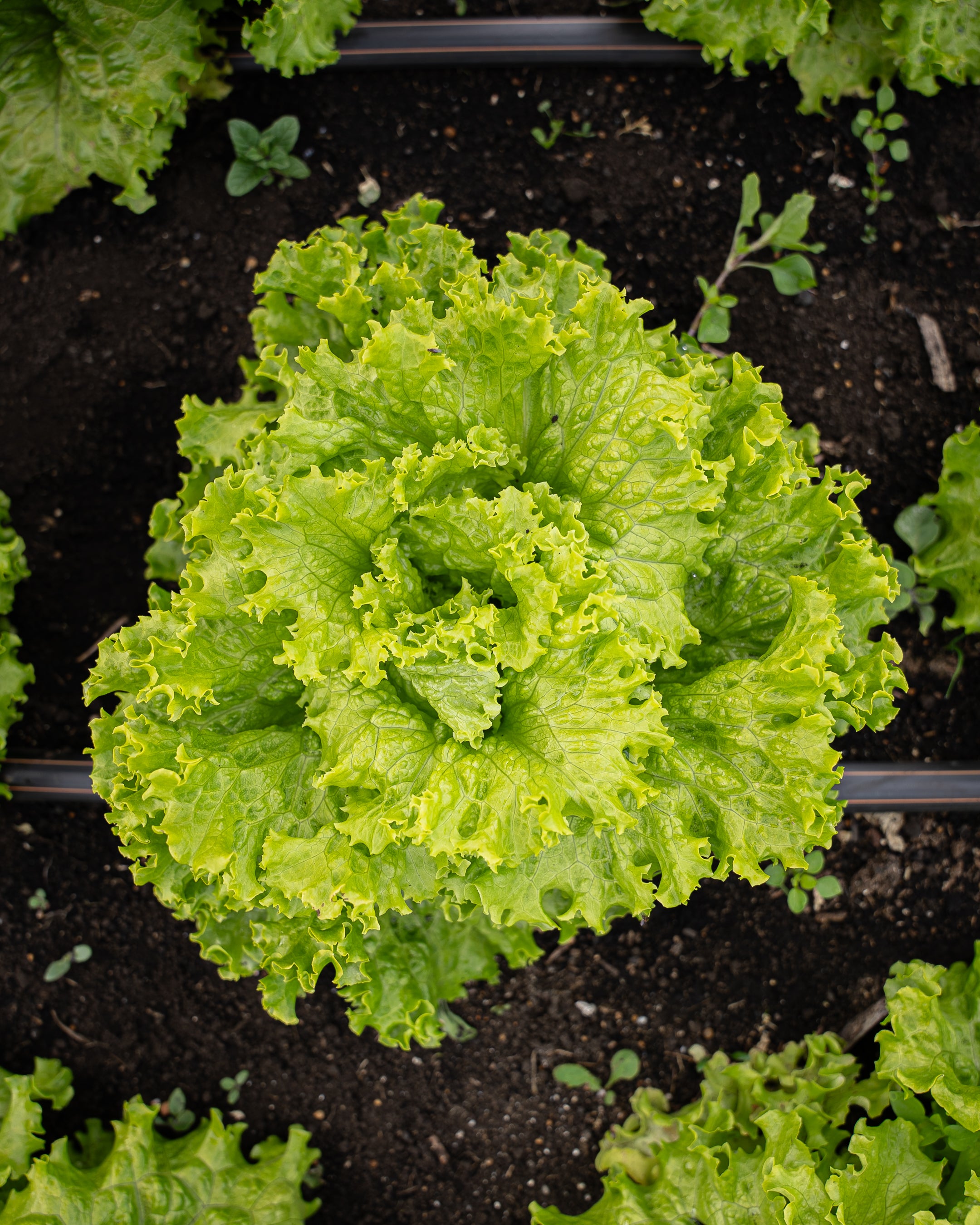 Lechuga Crespa Verde