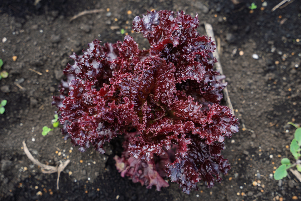 Lechuga Crespa Morada