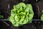 Cogollo Verde