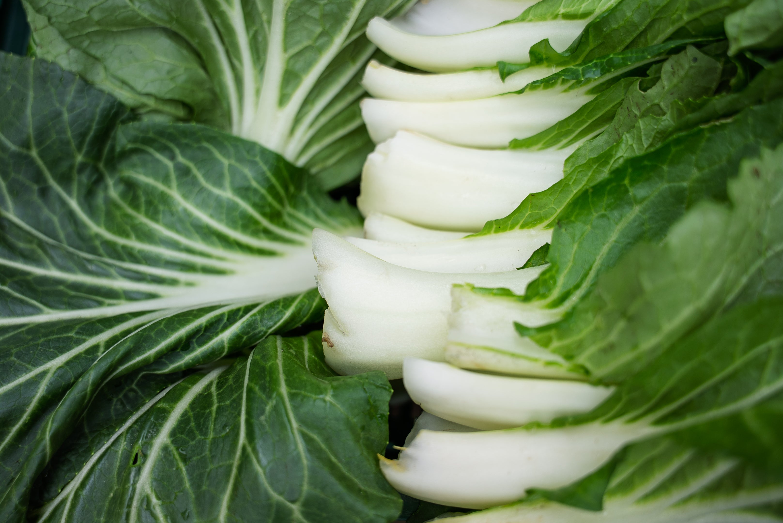 Bok Choi