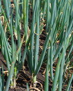 Cebolla Larga