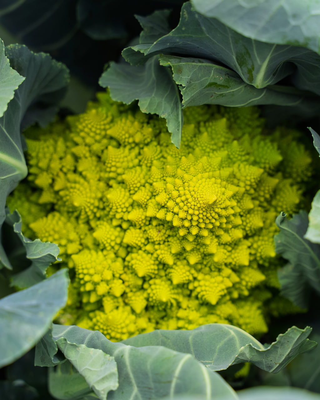 Romanesco