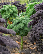 Kale Crespo Verde