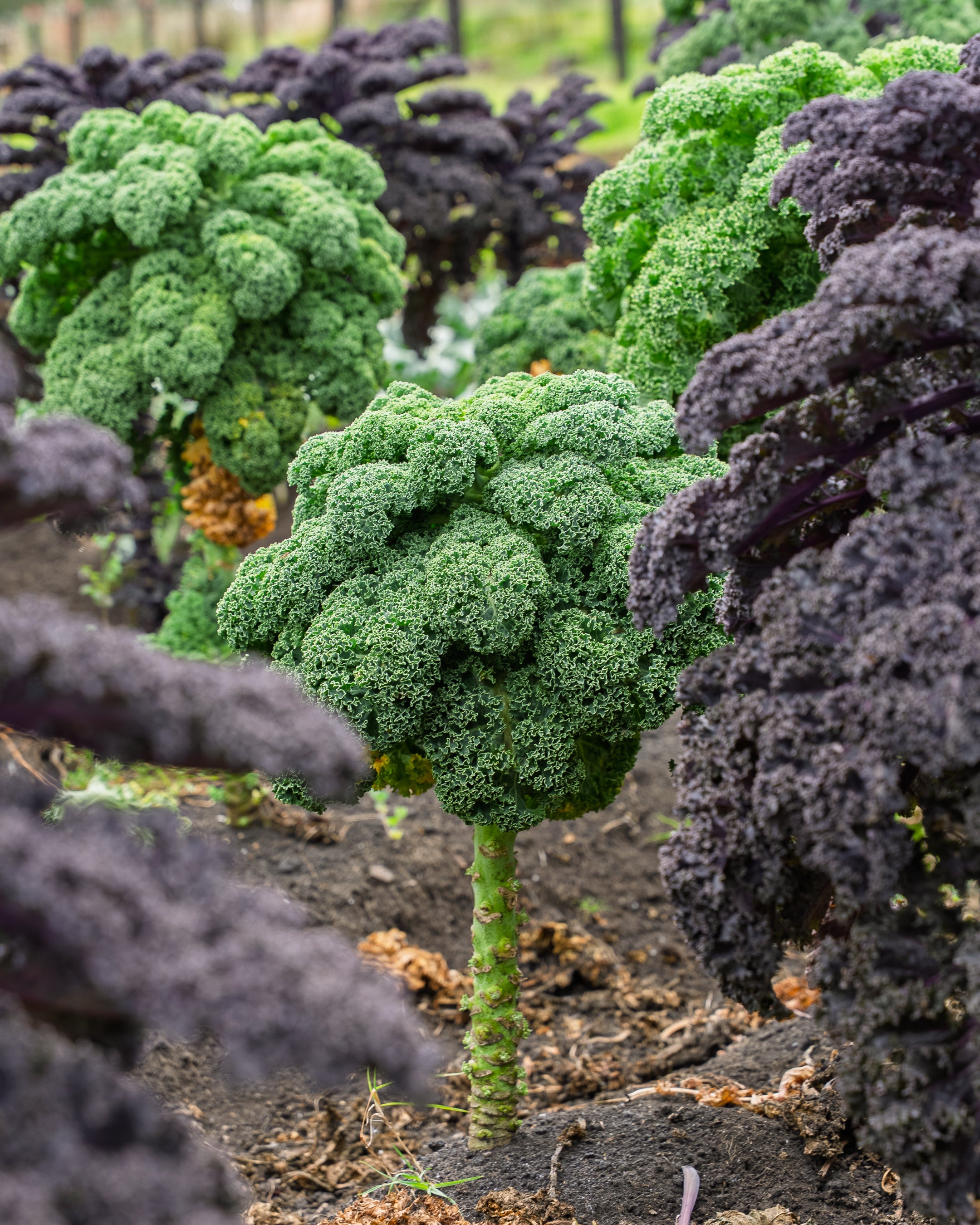 Kale Crespo Verde