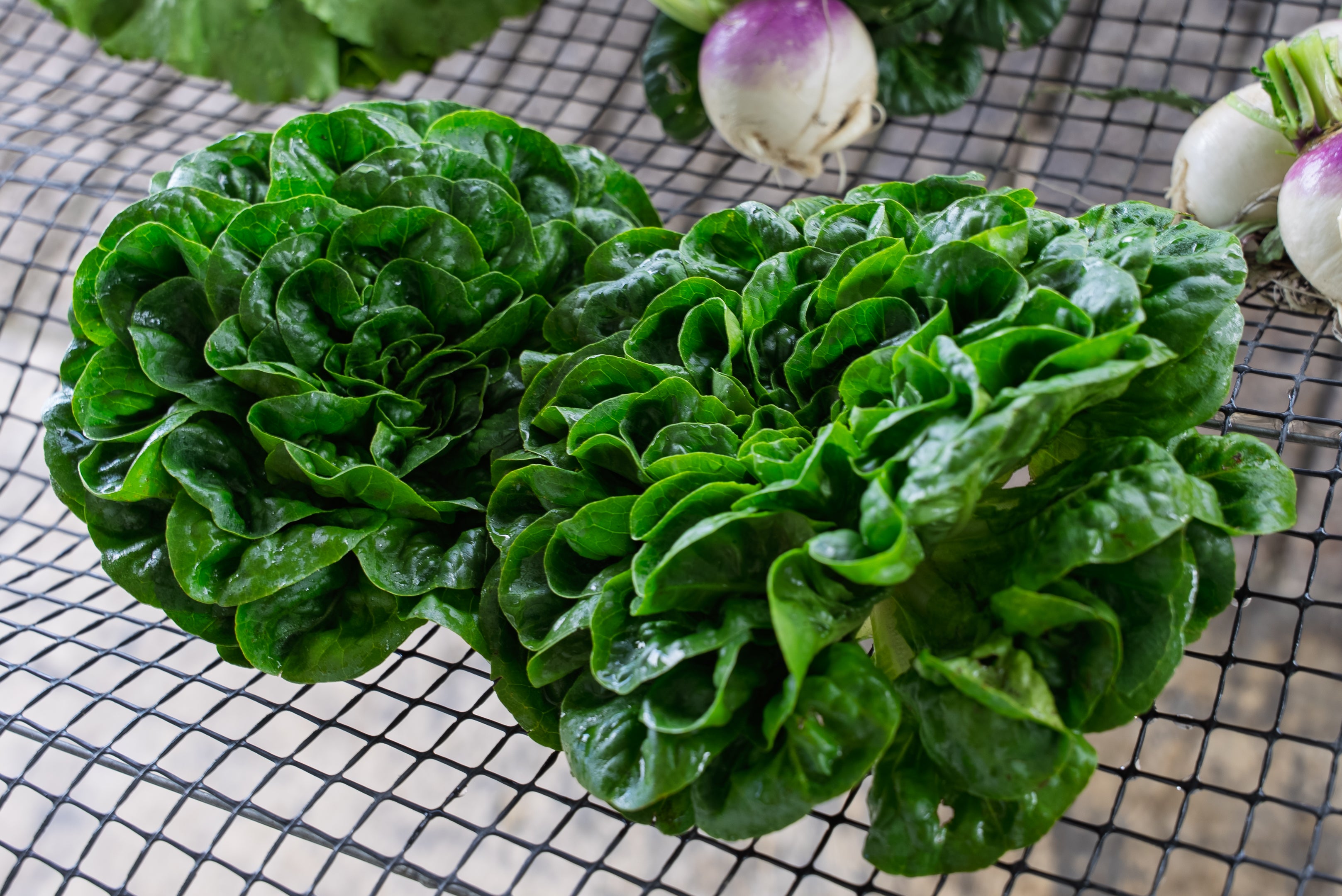 Lechuga Salanova