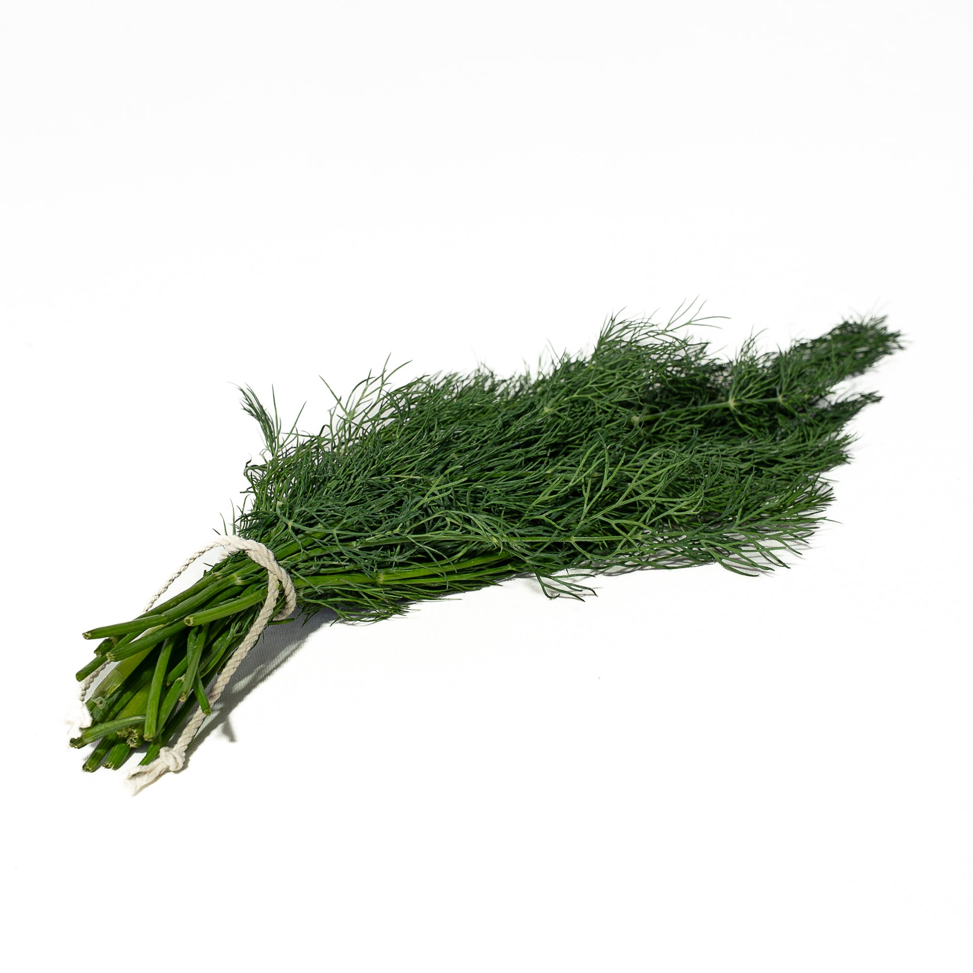Eneldo Organico
