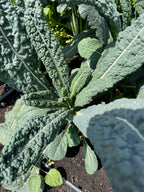 Kale Liso