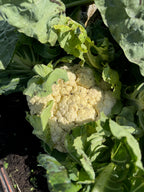 Coliflor