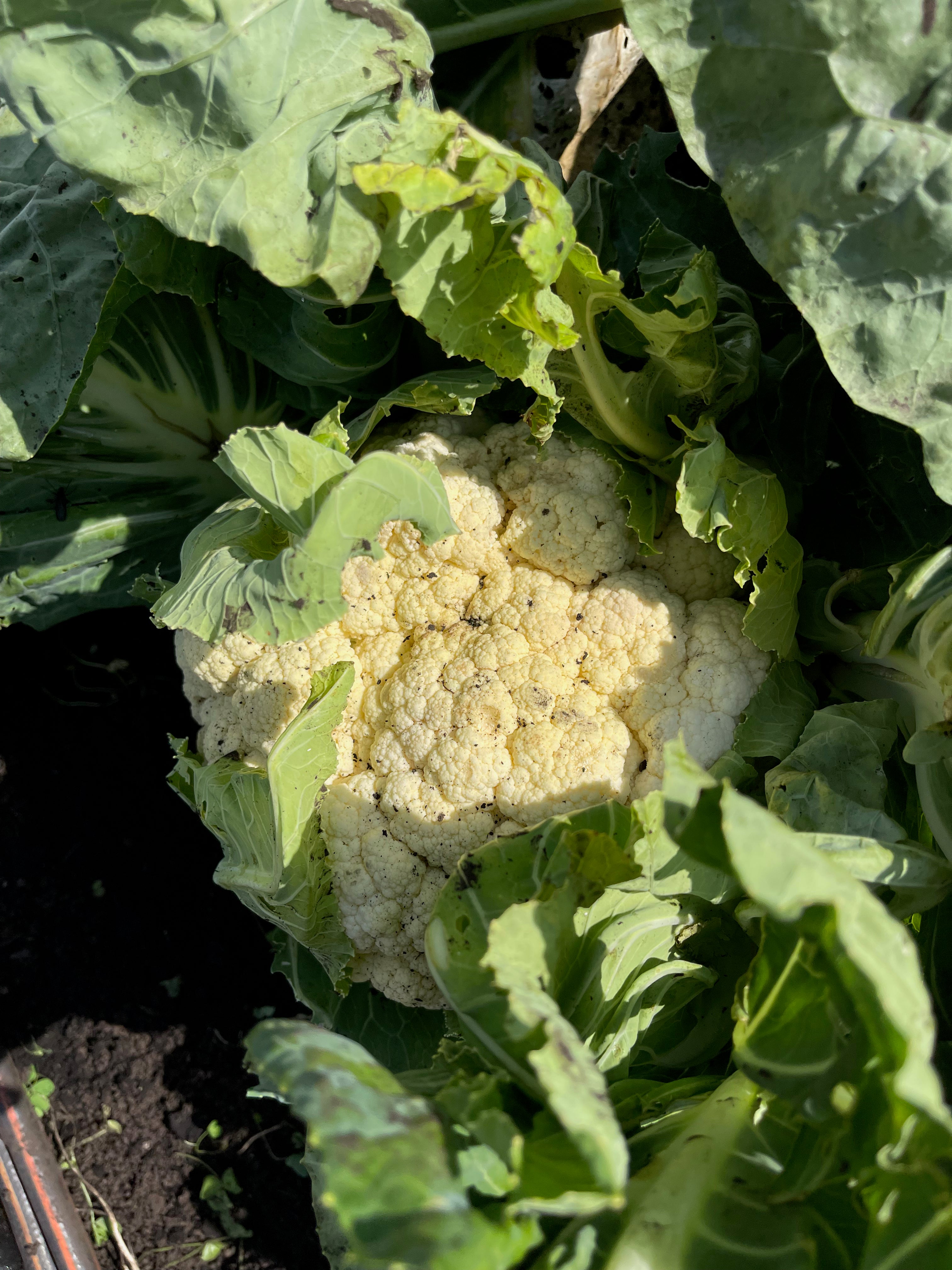Coliflor