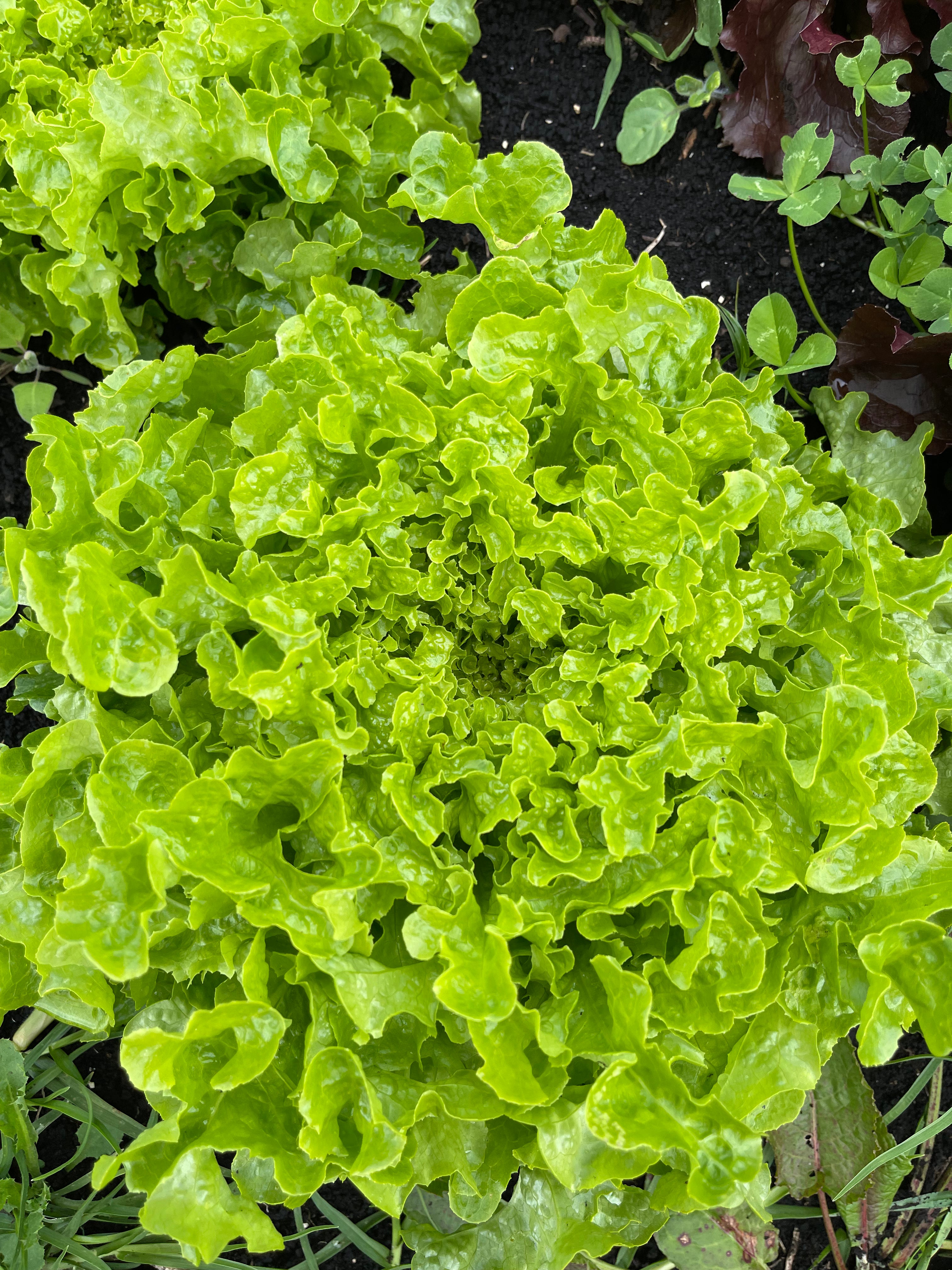 Lechuga Roble Verde