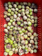 Tomatillo Silvestre Morado