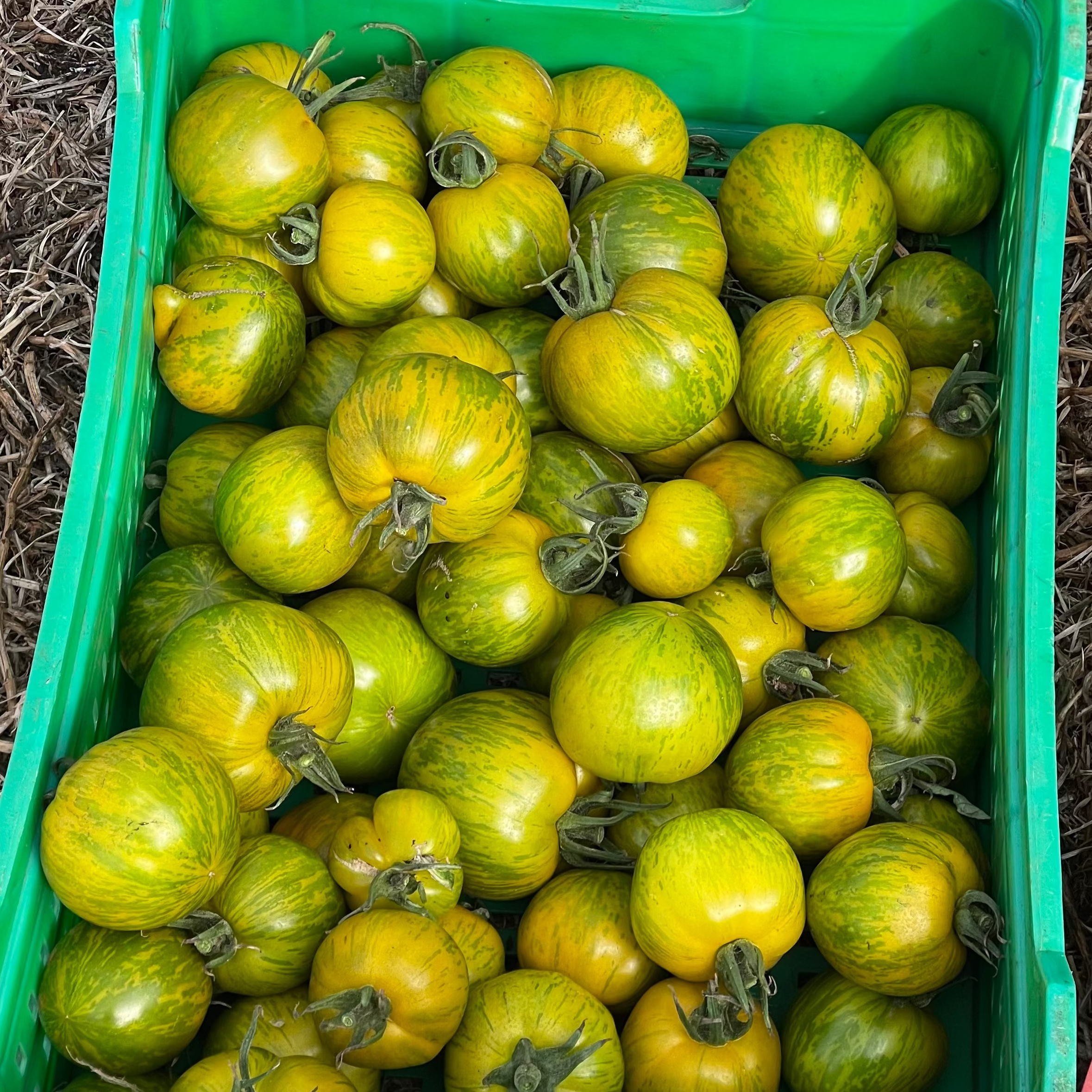 Tomate Zebra Verde