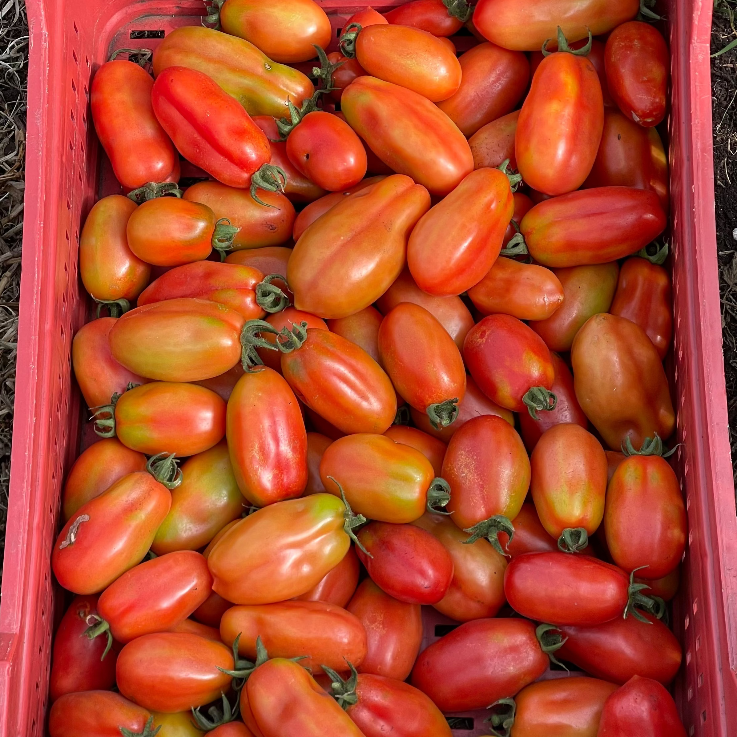 Tomate San Marzano