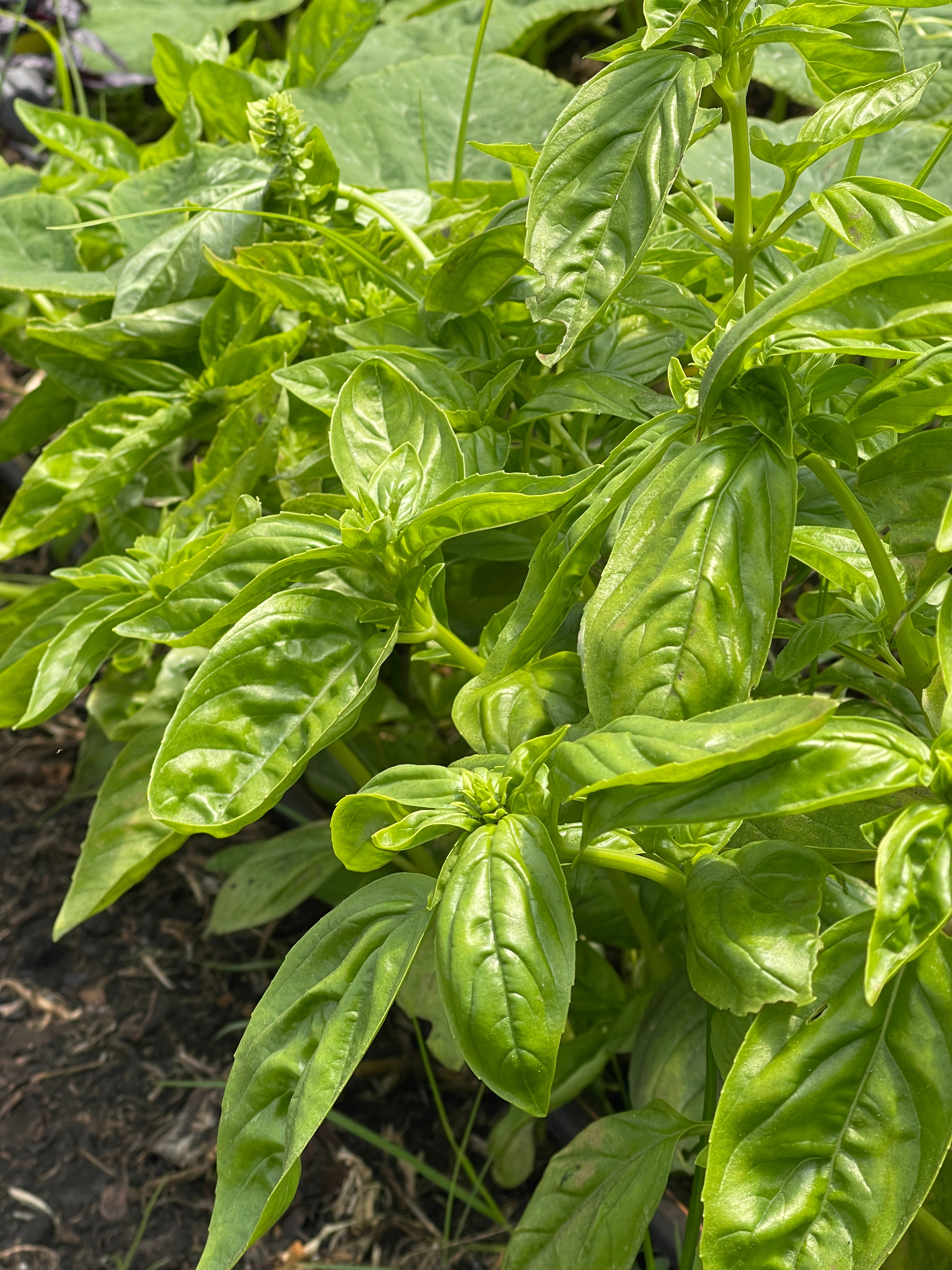 Albahaca