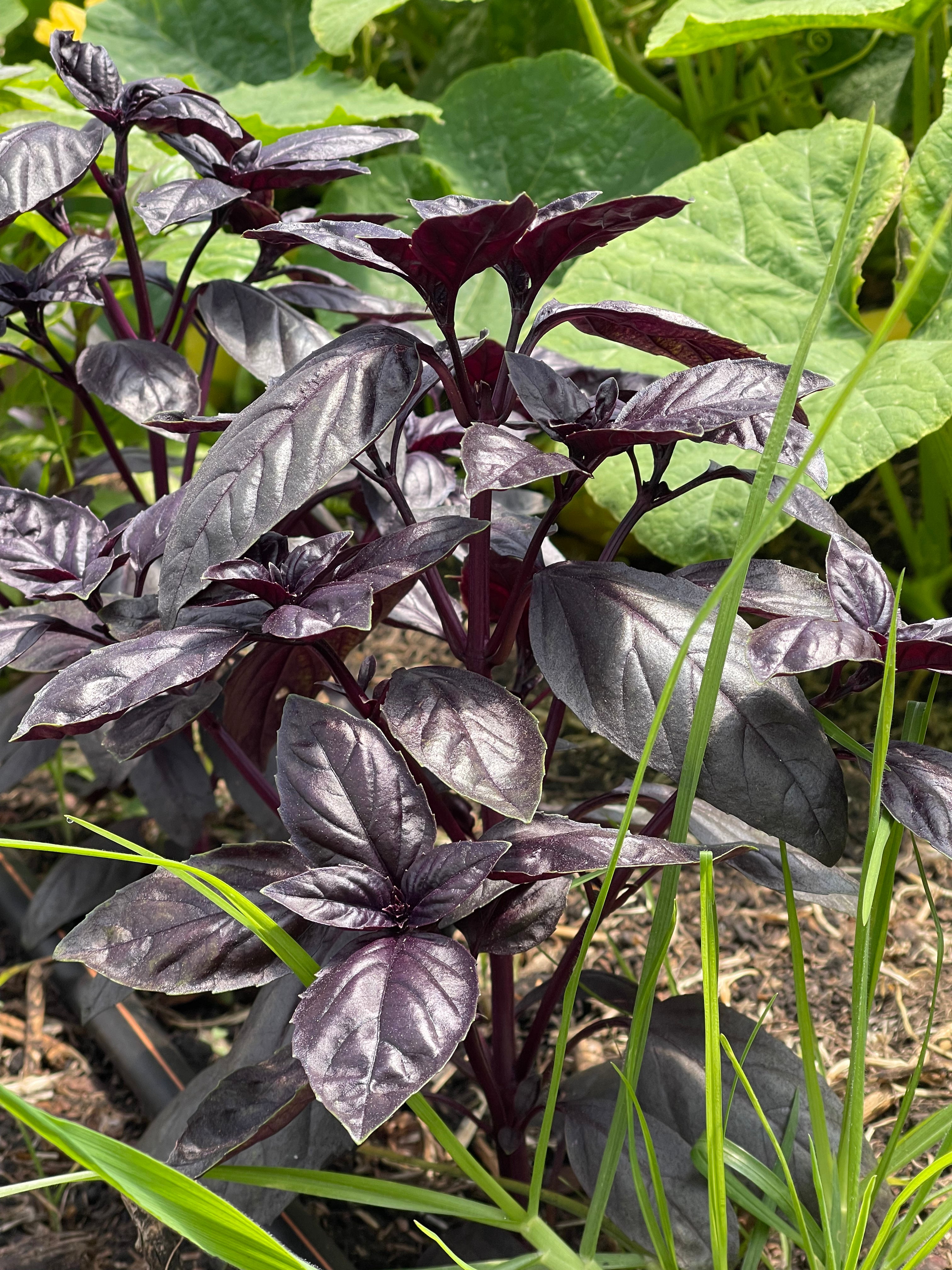 Albahaca Morada