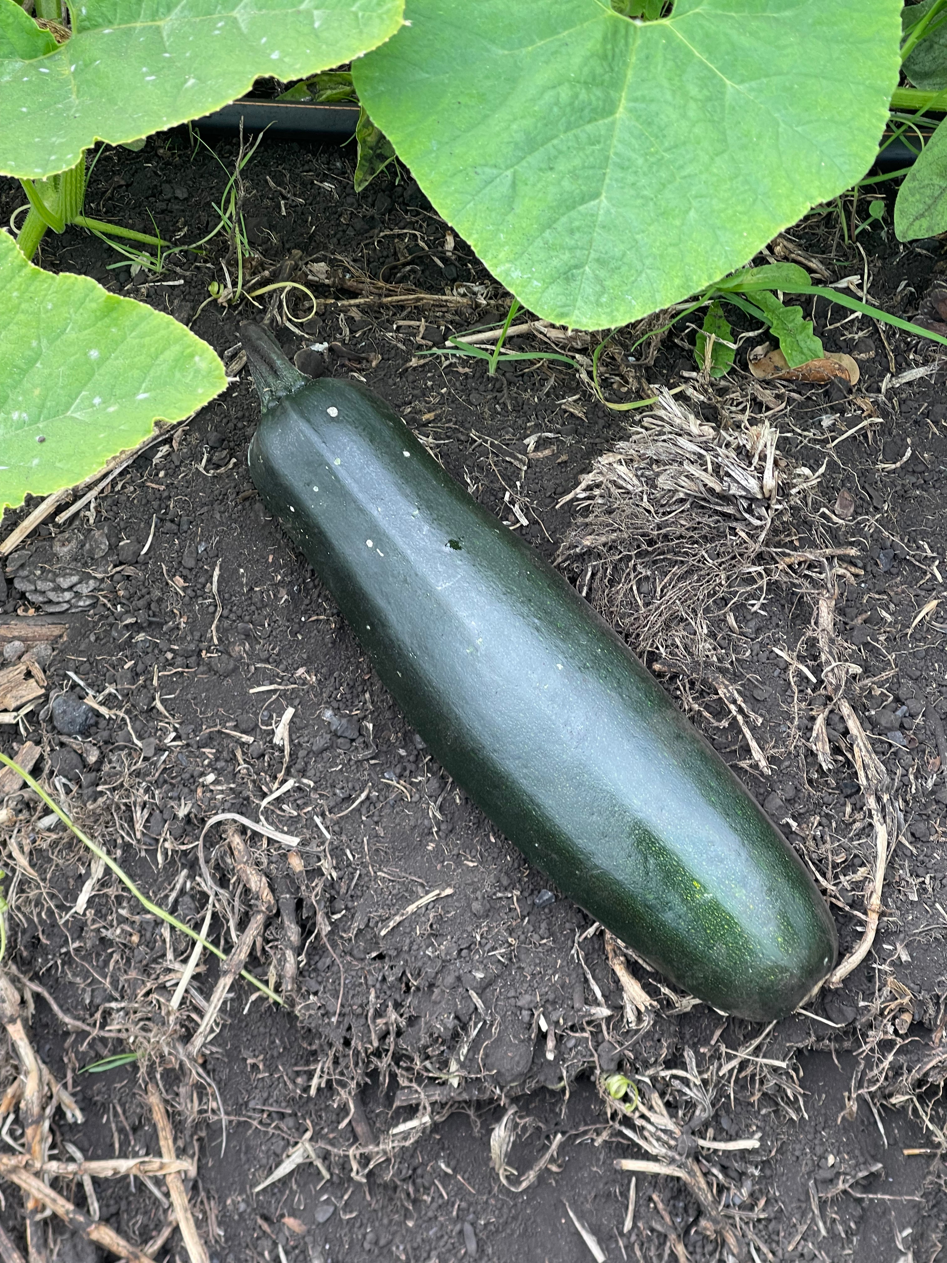 Zucchini Verde