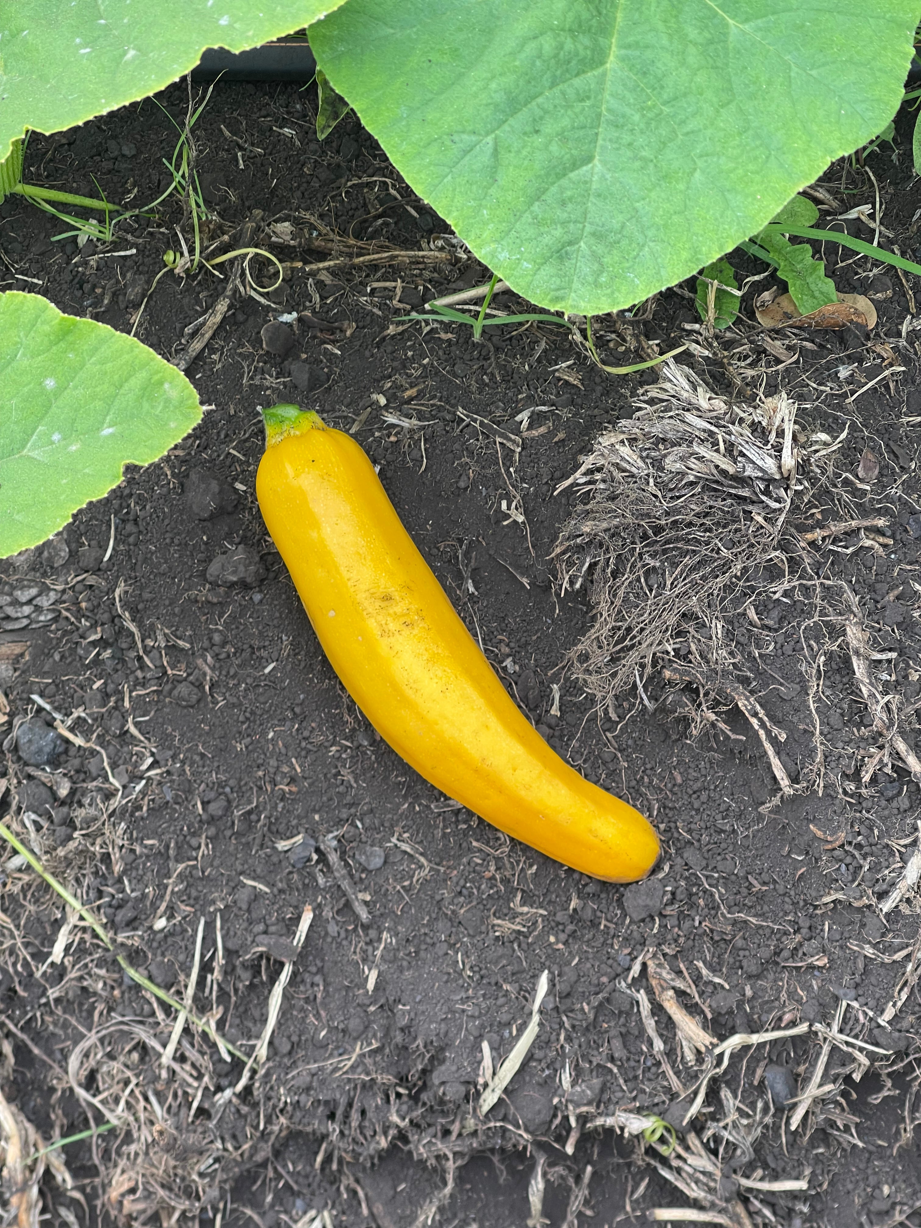 Zucchini Amarillo