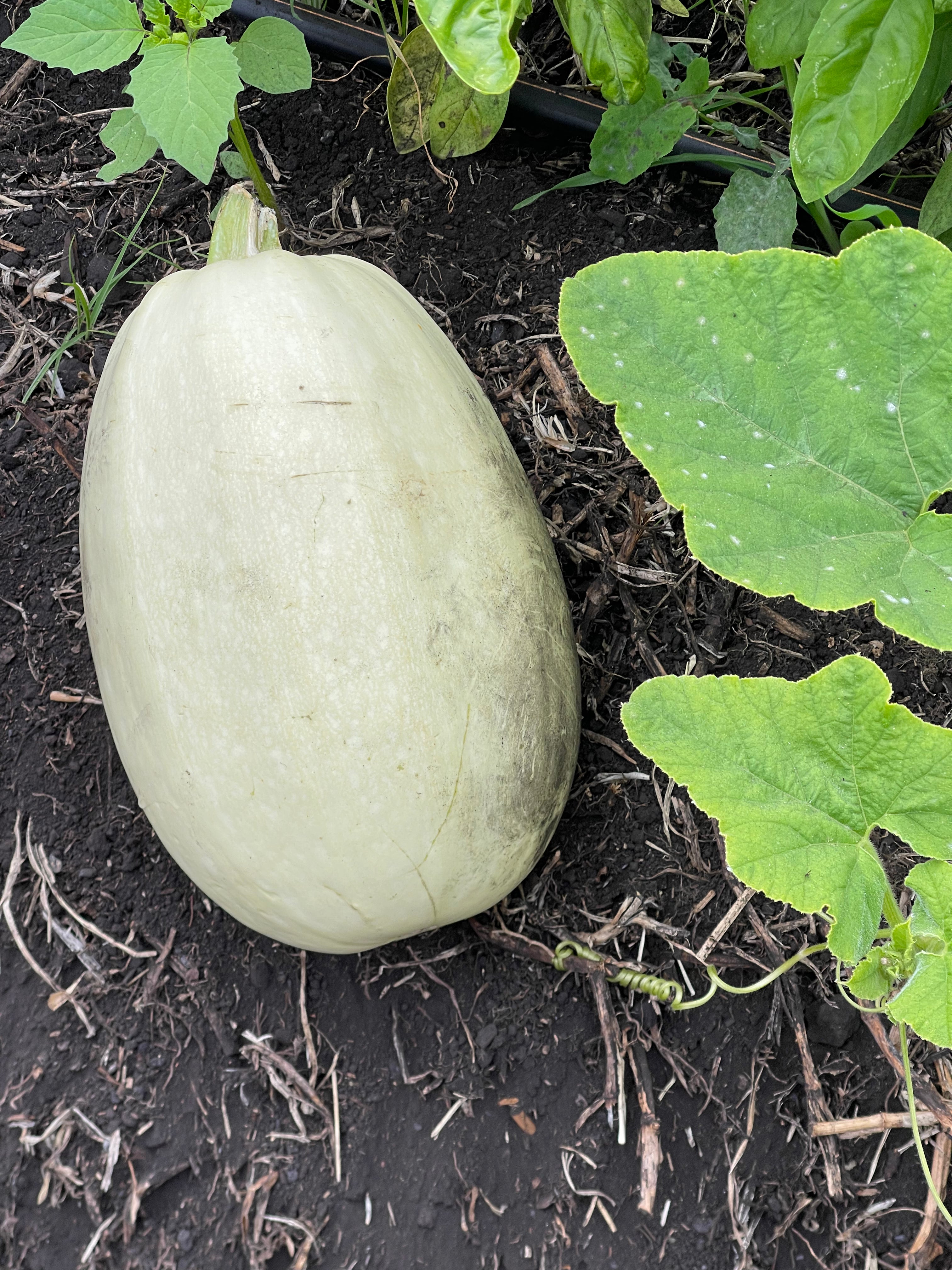 Spaghetti Zucchini