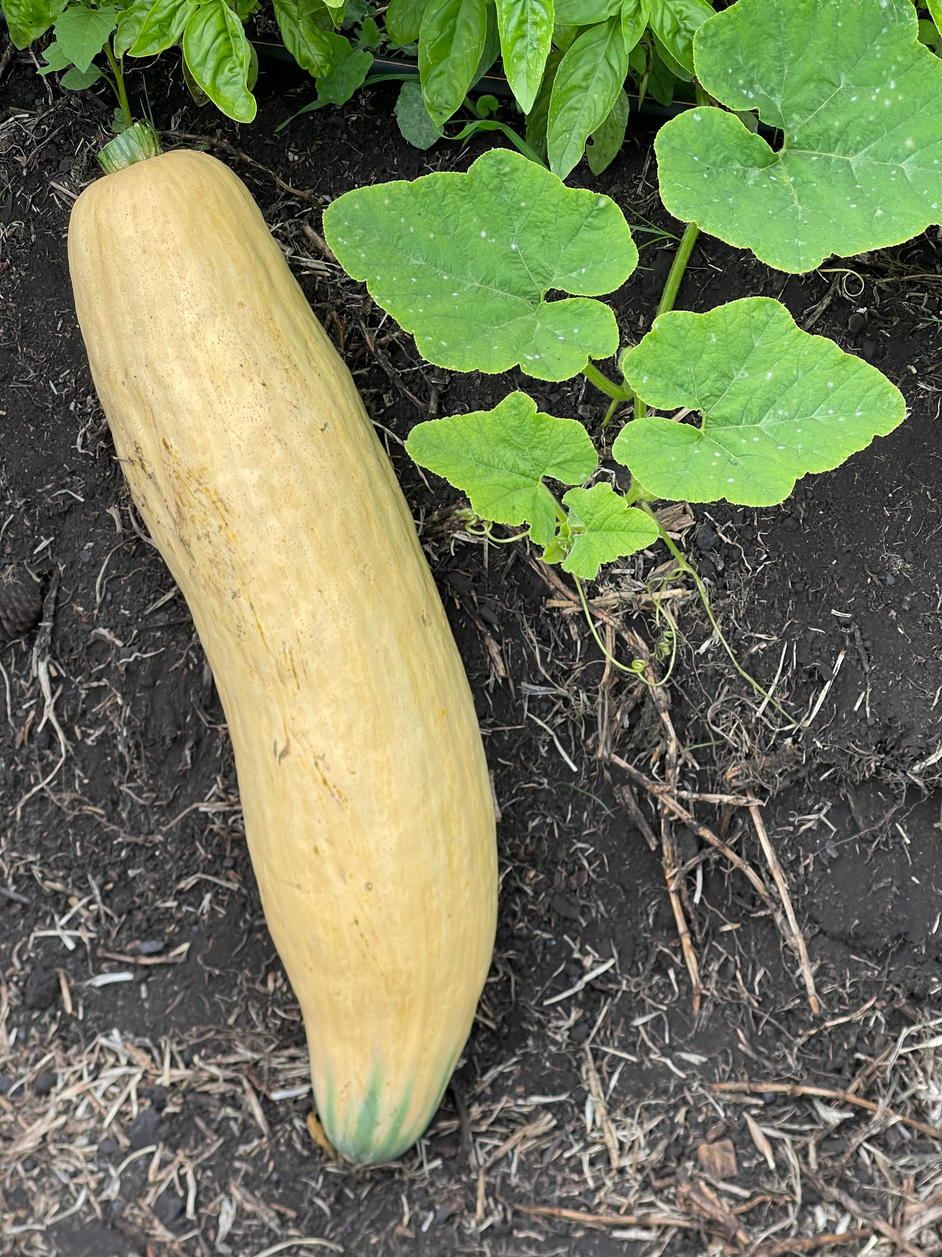 Calabaza Artesanal Dulce