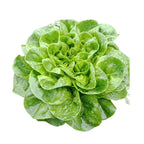 Lechuga Salanova Verde Organica