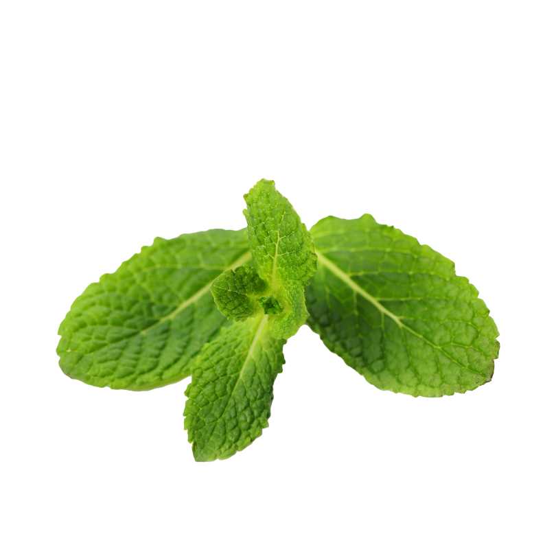Menta Organica