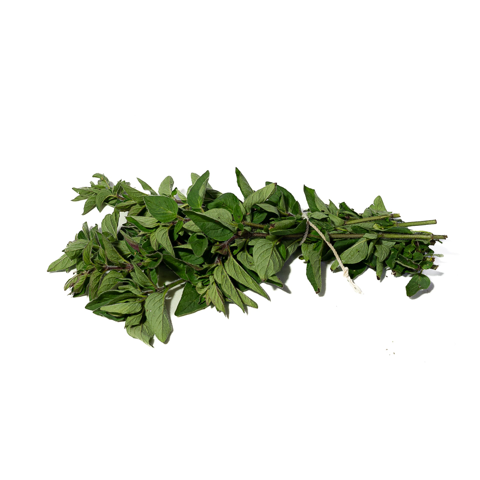 Oregano Organico