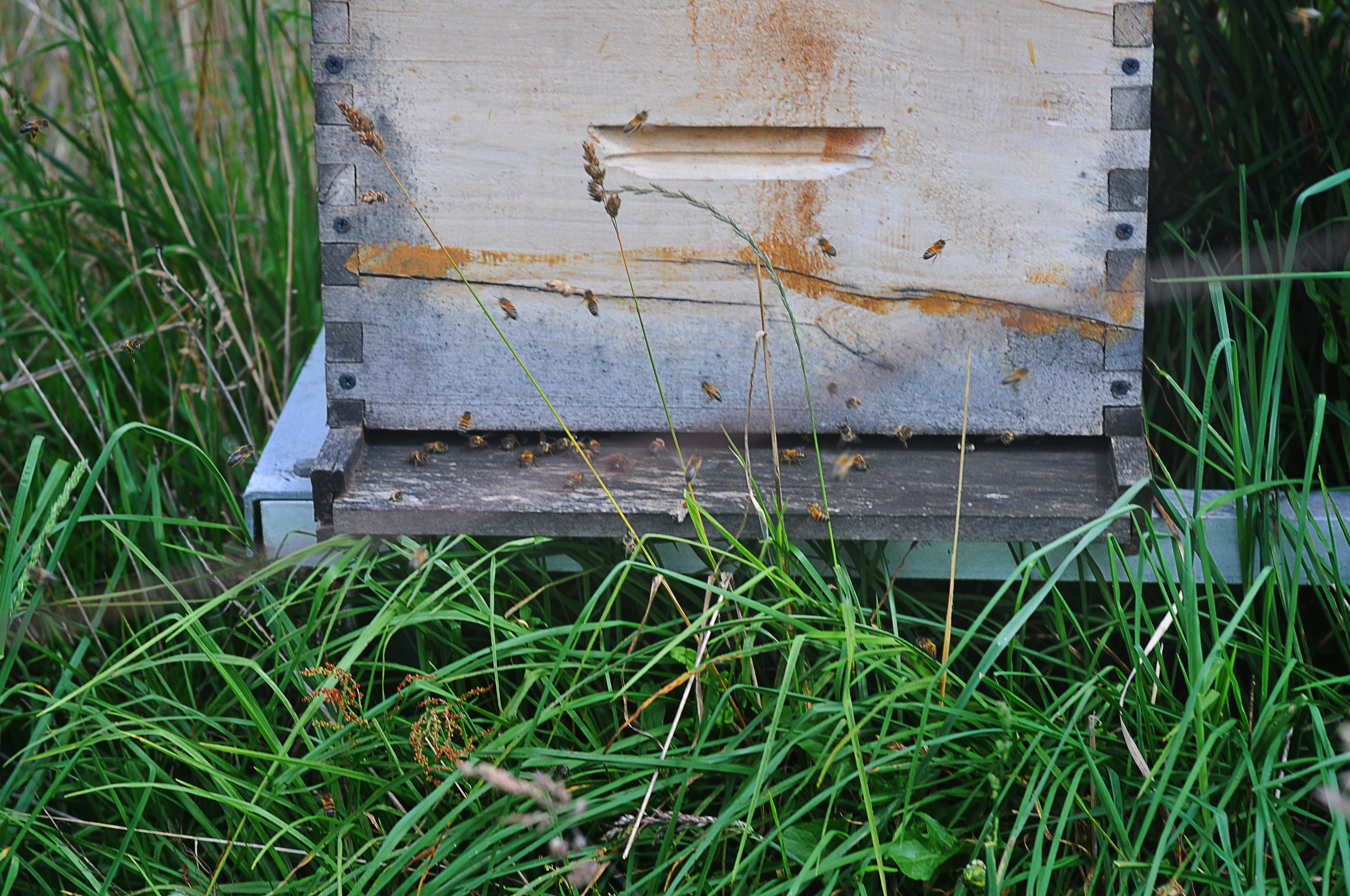 Colmena Abejas