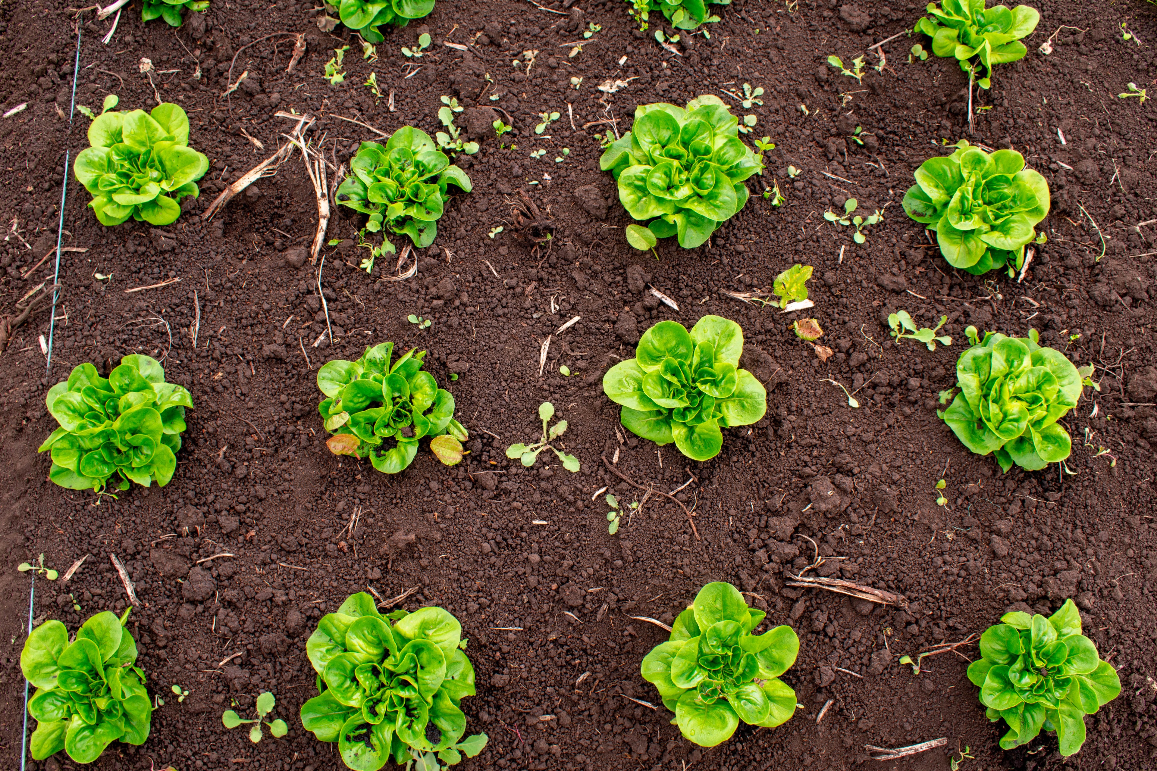 Salanovas Organicas