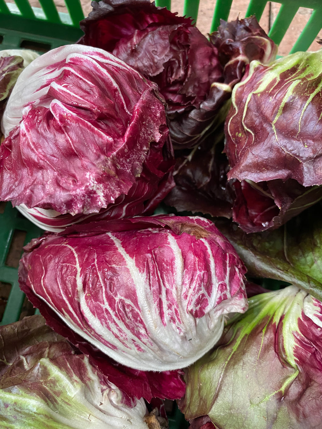 Radicchio