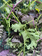 Kale Baby