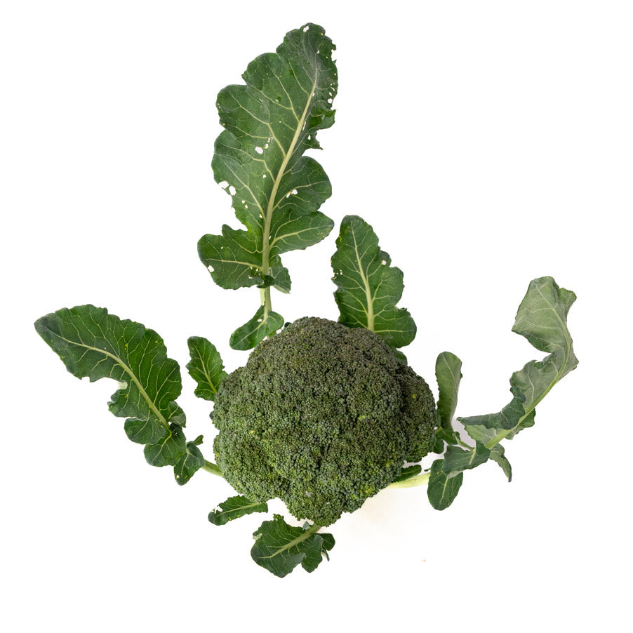 Brocoli Organico