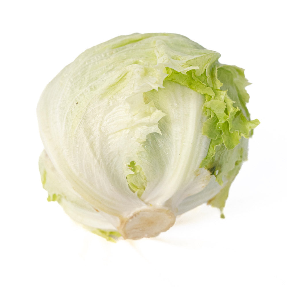 Lechuga Batavia Organica