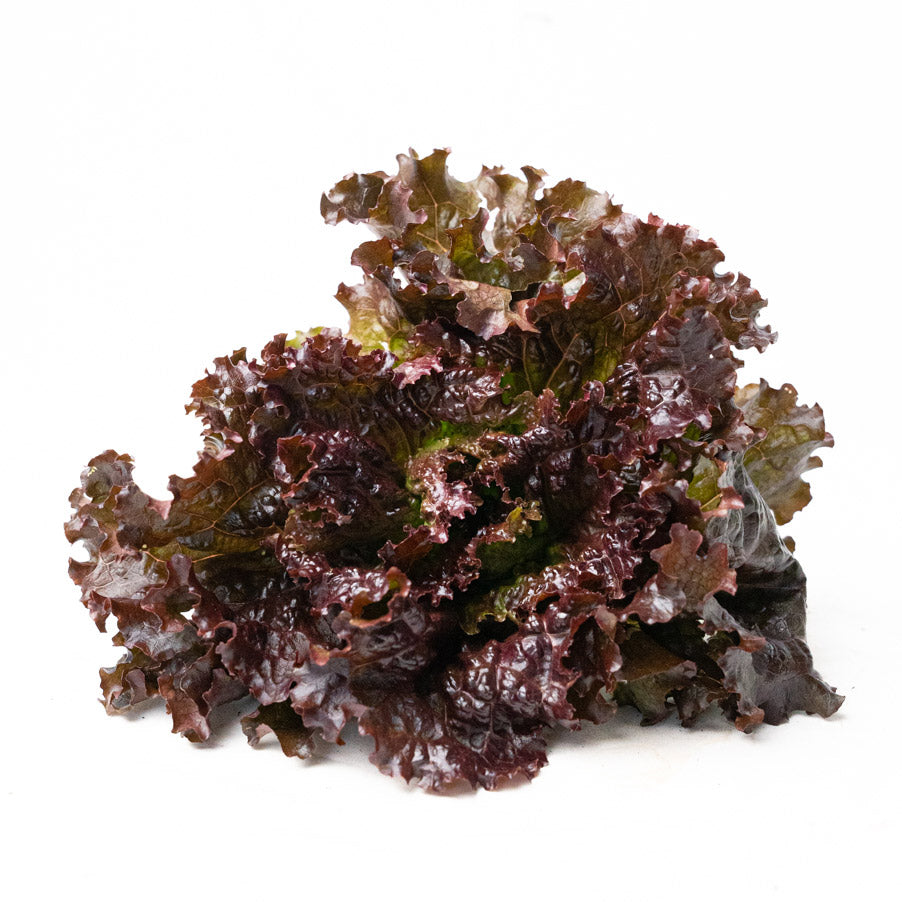 Lechuga Crespa Morada Organica