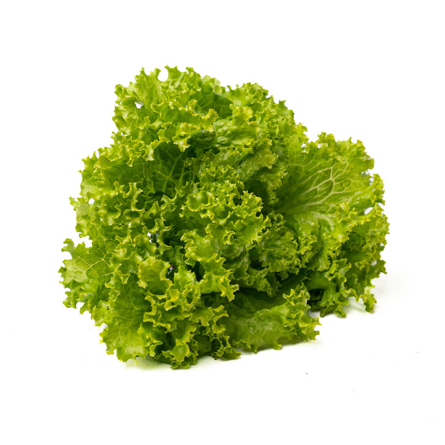 Lechuga Crespa Verde Organica