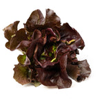 Lechuga Lisa Morada Organica