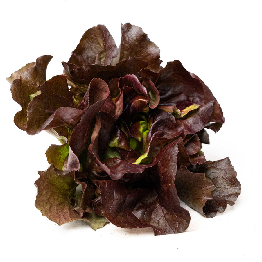 Lechuga Lisa Morada Organica