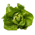 Lechuga Lisa Verde Organica