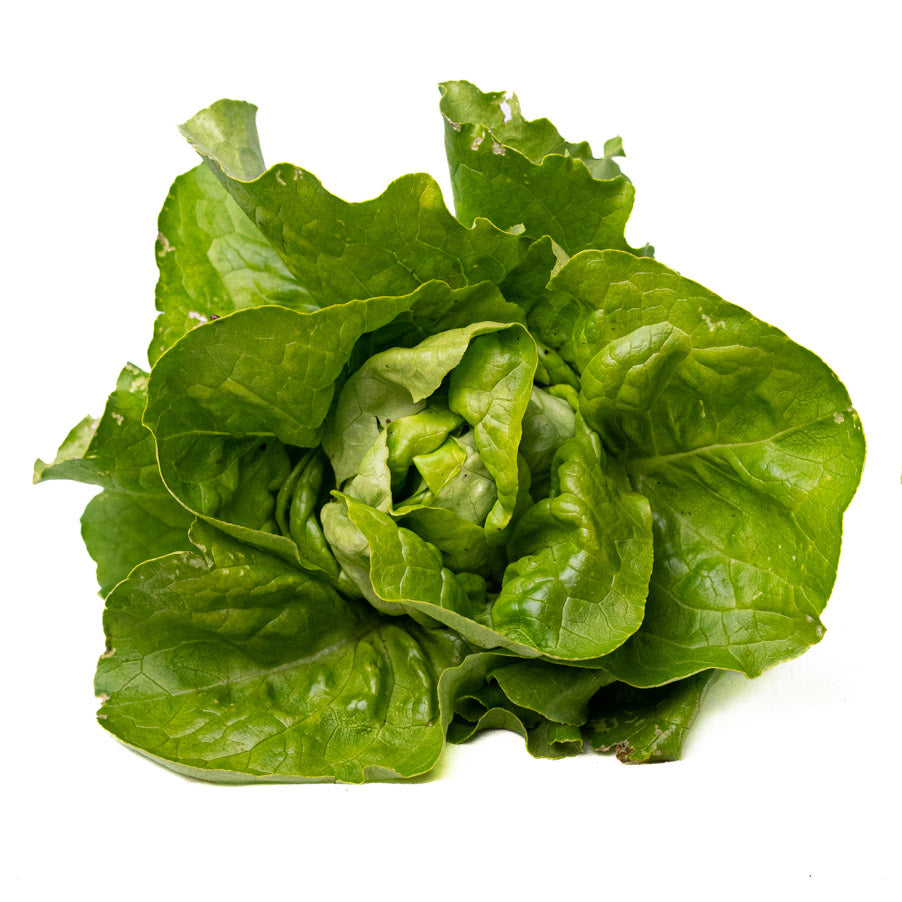 Lechuga Lisa Verde Organica