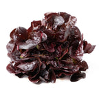 Lechuga Roble Roja Organica
